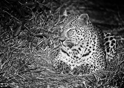 Warthog Wallow Female Leopard 