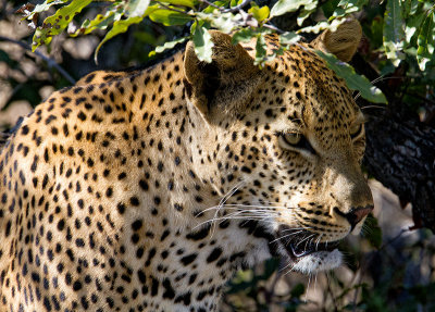 Wilson Pan Female leopard adult son