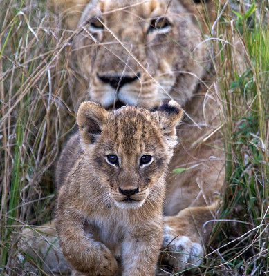 Lion Cub and male