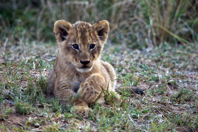 Lion cub