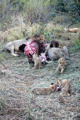 Lion males and cubs