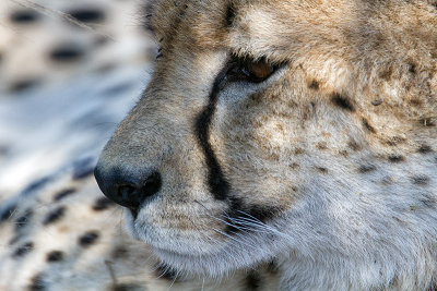 Cheetah of Lion Sands 2013