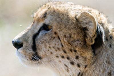 Cheetah male profile