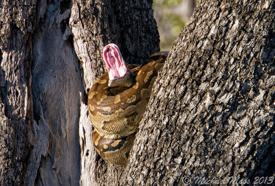 Southern African Rock Python - Yawn