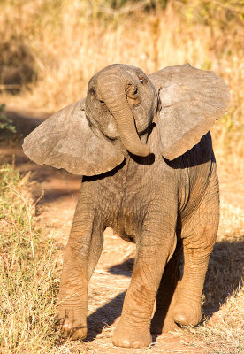 Baby male elephant