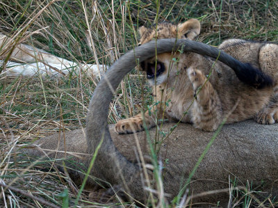 Lion Cub and male