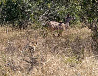 Cheetah chasing kudu