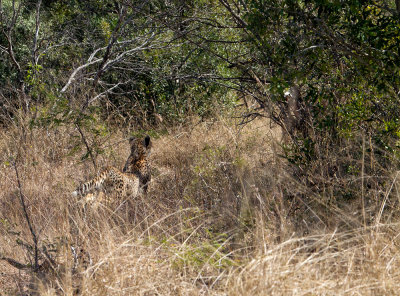 Cheetah chasing kudu