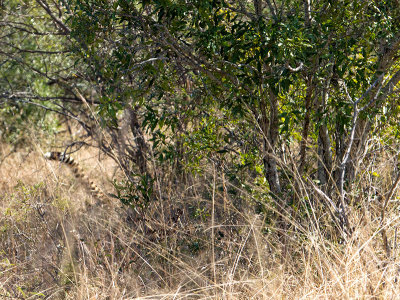 Cheetah chasing kudu - The Tail End