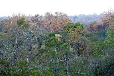 Kingston treehouse - the morning view