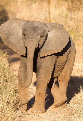 Baby male elephant
