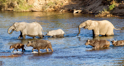 Elephants And Buffalo Crossing The Sabie River