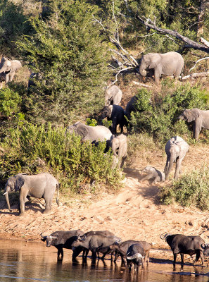 Elephants And Buffalo Crossing The Sabie River