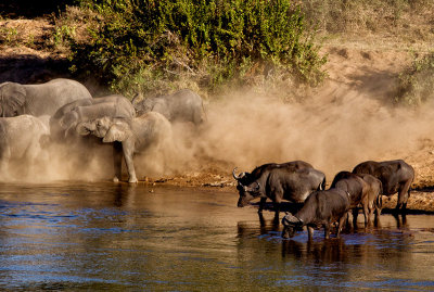 Elephants And Buffalo Crossing The Sabie River