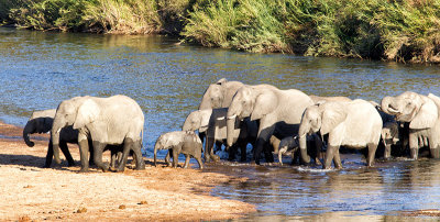 Elephants And Buffalo Crossing The Sabie River