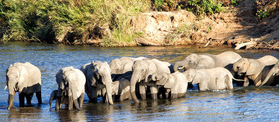 Elephants And Buffalo Crossing The Sabie River