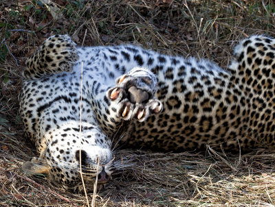 Scotia Leopard Claws