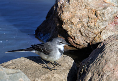  Cape Wagtail