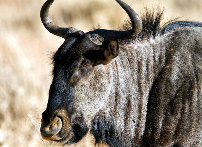 Wildebeest.