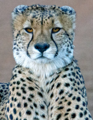 Cheetah head shot