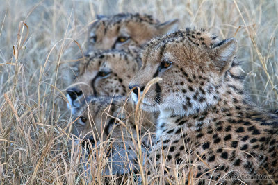 4 Cheetah Heads