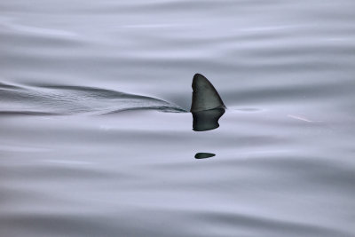 Mako Shark Fin