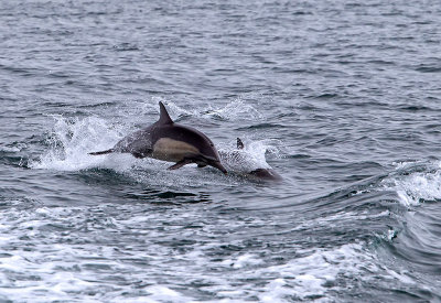 Dolphin on the move