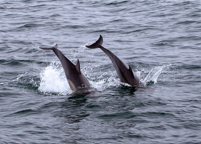 Dolphins on the move