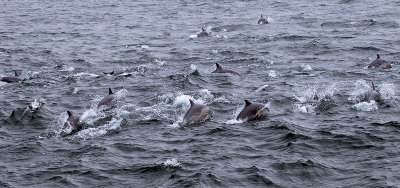 Dolphins on the move