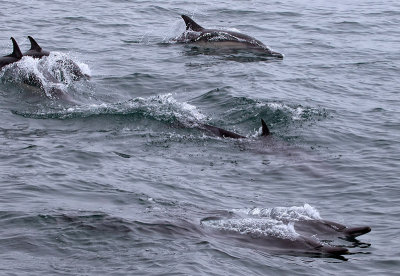 Dolphins on the move