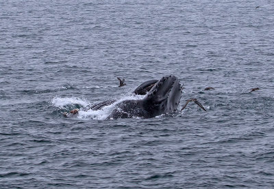 Humpback surface feeding