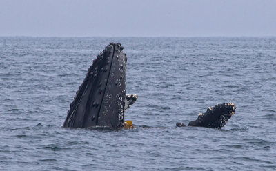 Humpback whale surfacing