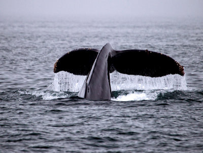 Santa Barbara Whale Watching 2013