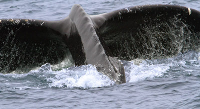 Whale Fluke