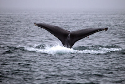 Whale Fluke