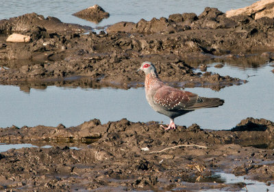 Speckled Pigeon