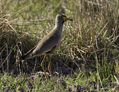 African wattled plover