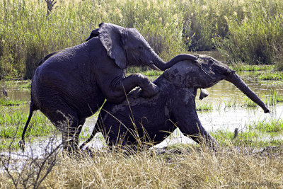 Baby Elephants playing 