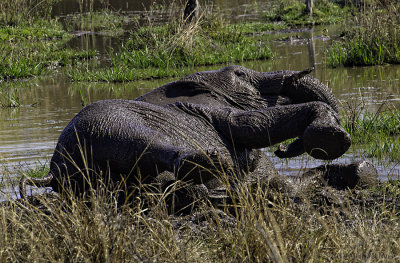Baby elephant mud bath 