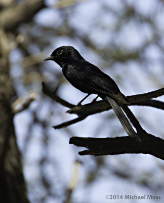 Black flycatcher
