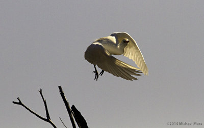 Cattle Egret in flight 