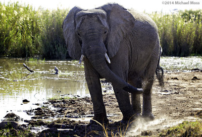 Elephant dust bath at river