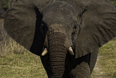 Elephant female close up 