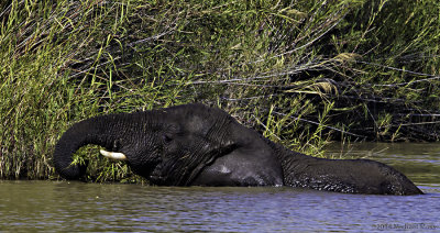Elephant riverside dining