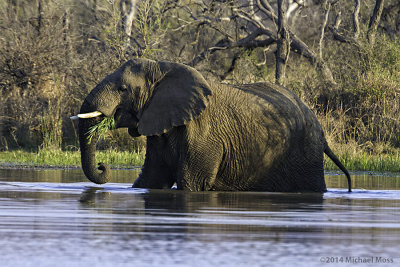 Elephant walking in water
