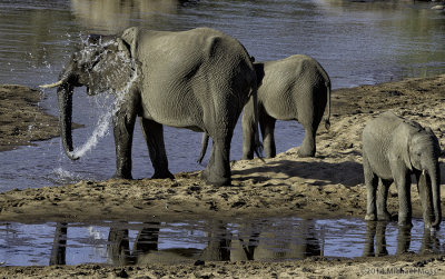 Elephants at river 