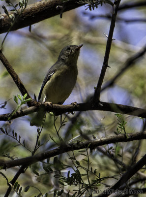 Long billed crombec 