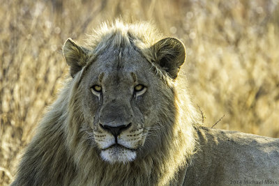 Male Lion Antony early morning 