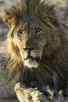 Marataba Lion 