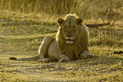 Marataba big lion into the sun